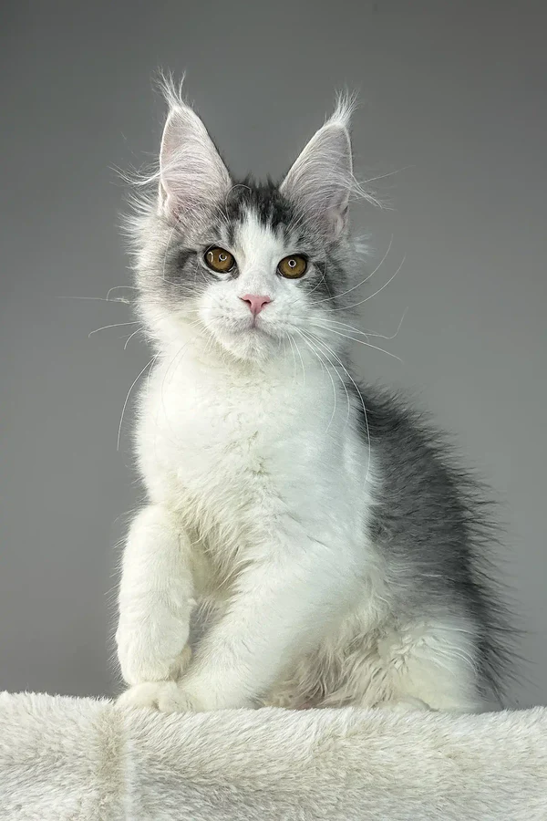 Marner – Macho Maine Coon