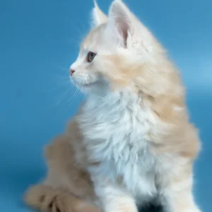 Vince – macho maine coon