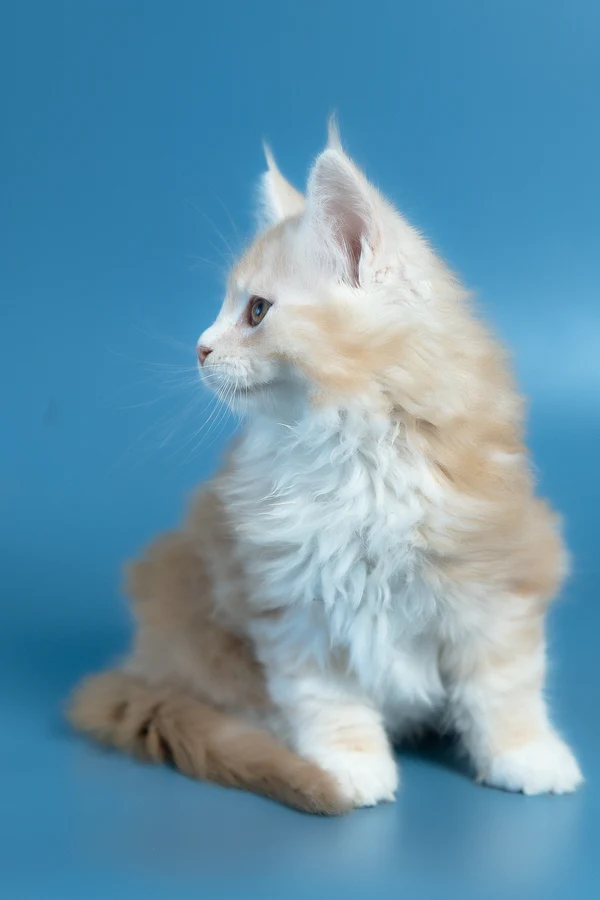 Vince – macho maine coon Vince – macho maine coon