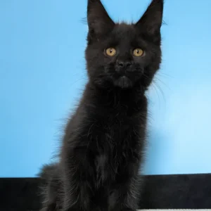 Magia – hembra maine coon