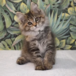 Sara – hembra maine coon