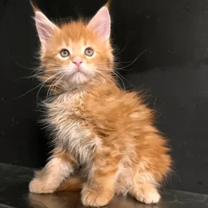 Prince – macho maine coon