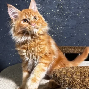 Felix – macho maine coon