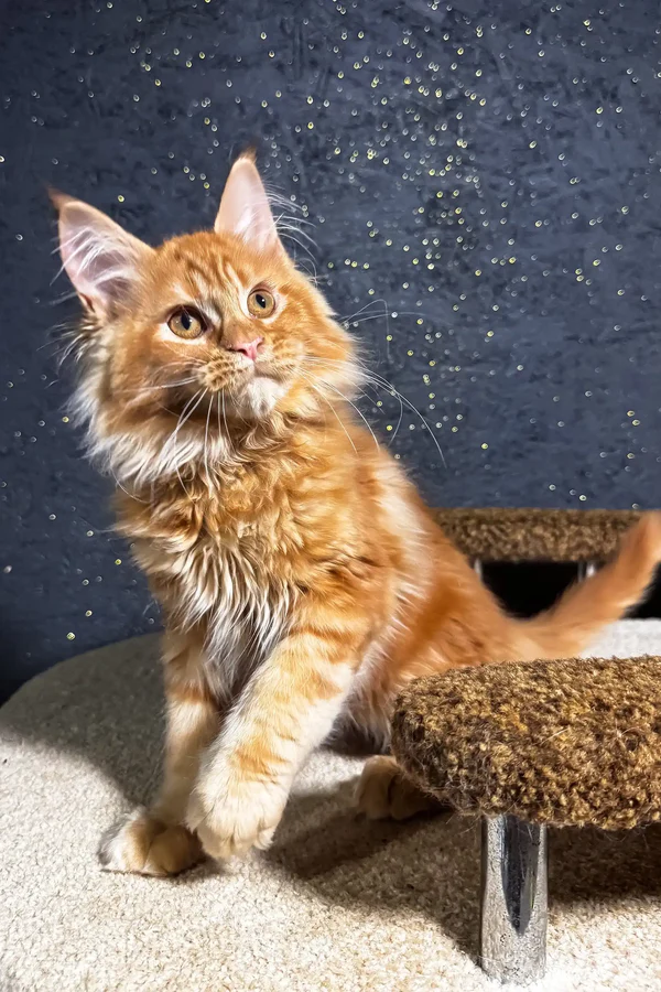 Felix – macho maine coon Felix – macho maine coon